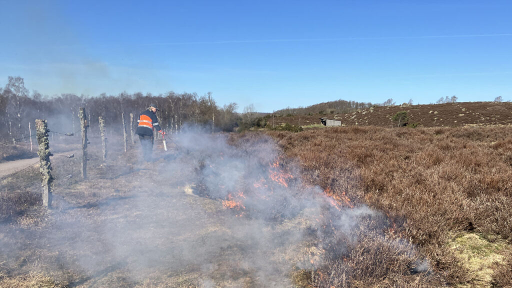En eldfront tänds i ljungen med en liten gasolbrännare.