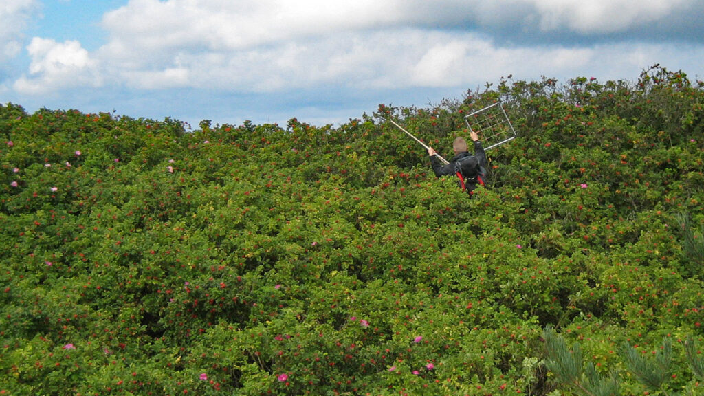 Person med linjal och träram för att kartera vegetation, i ett hav av höga vresrosbuskar.