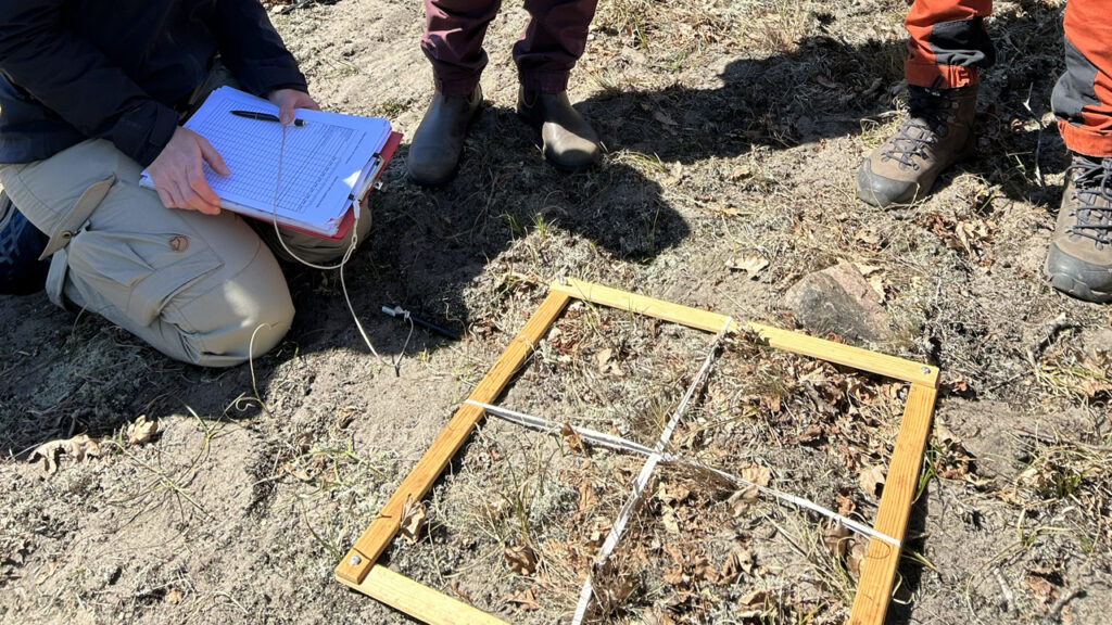 Inventerare karterar vegetation inom en träram som lagts på marken.